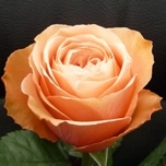 Kahala Roses d'Equateur Ethiflora